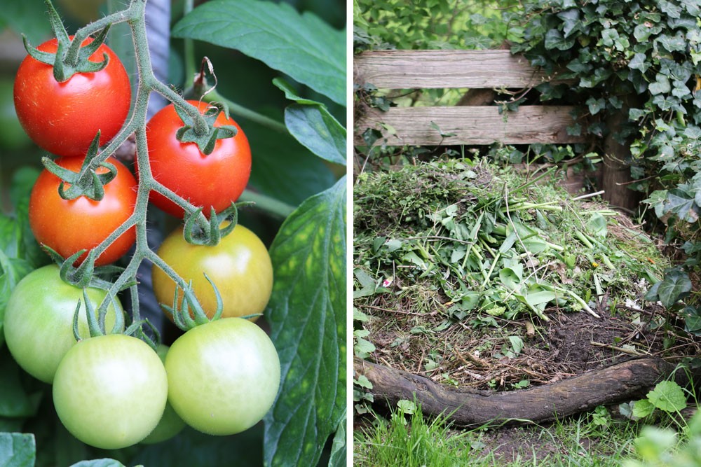 Fertilizing Tomatoes: How Often?