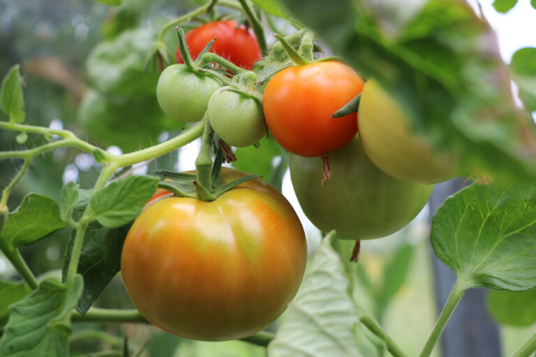 Should Tomatoes Be Watered From The Top Or Bottom?