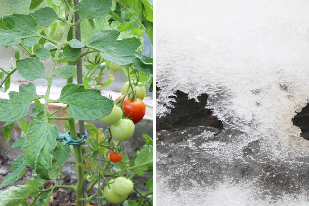 How Do You Save Tomato Plants After Frost Damage?