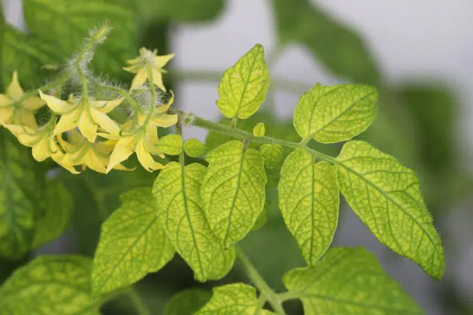 Yellow Leaves On Tomatoes - Causes And Solutions