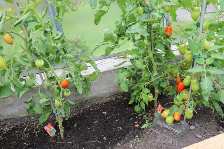 Should You Plant Tomatoes & Cucumbers Together?