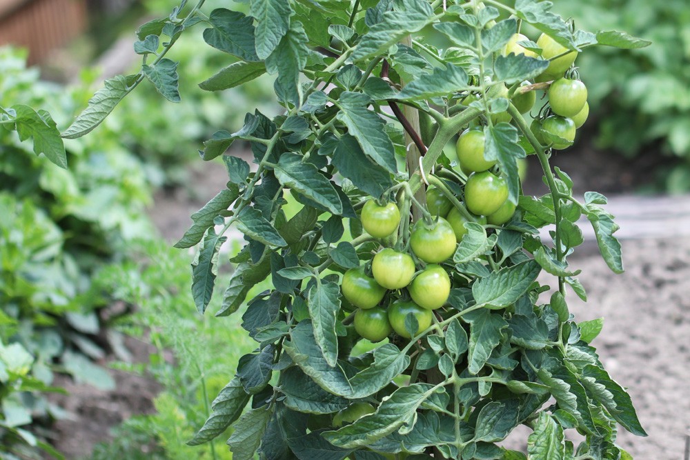 Green Tomatoes: Are They Poisonous Or Edible?