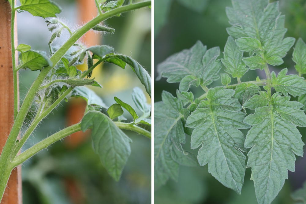 Tomatoes In Pots And Tubs: How Much Soil Do They Need?