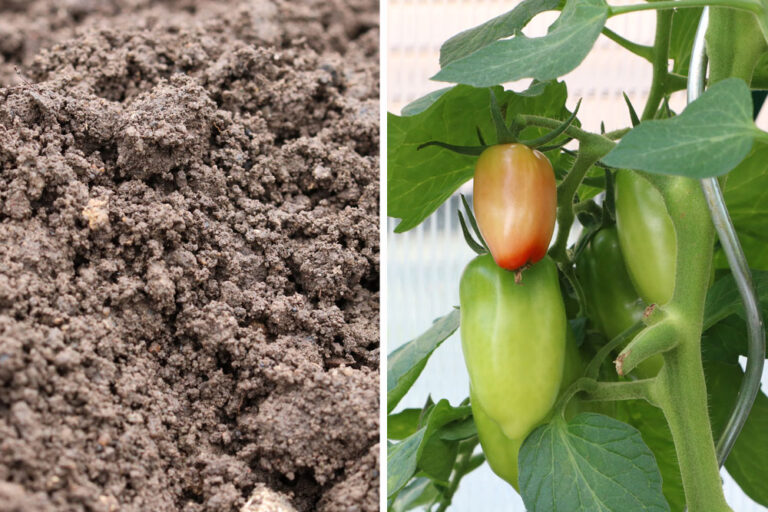 What Soil Is Best For Tomatoes?
