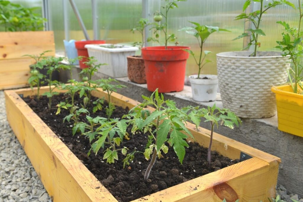 What Planters For Tomatoes: Material & Ideal Pot Size