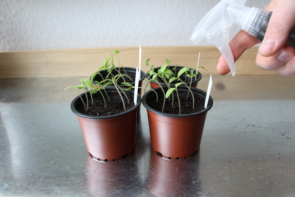 Repotting Tomatoes: When And How Often?