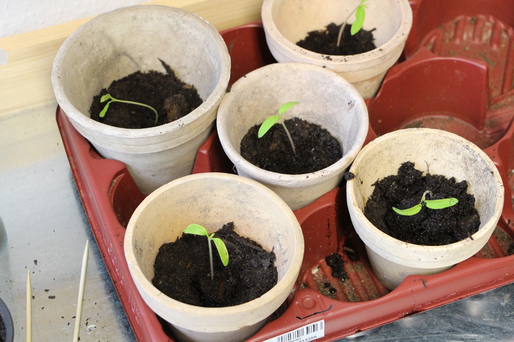Tomatoes Rooting Depth: How Deep Do Tomato Plants Root?