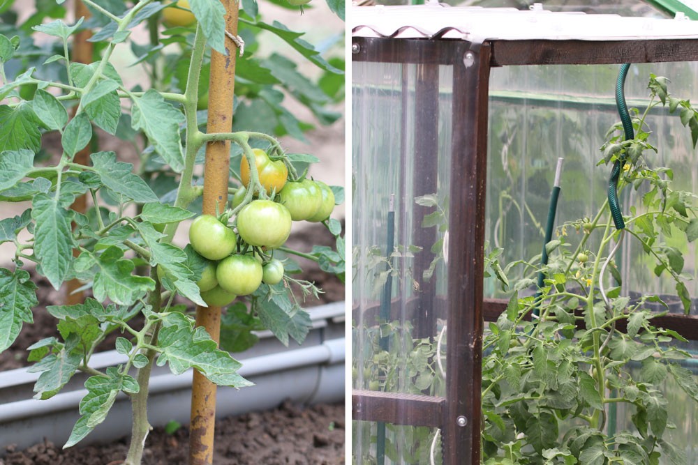 When Can Tomatoes Be Put In The Greenhouse?