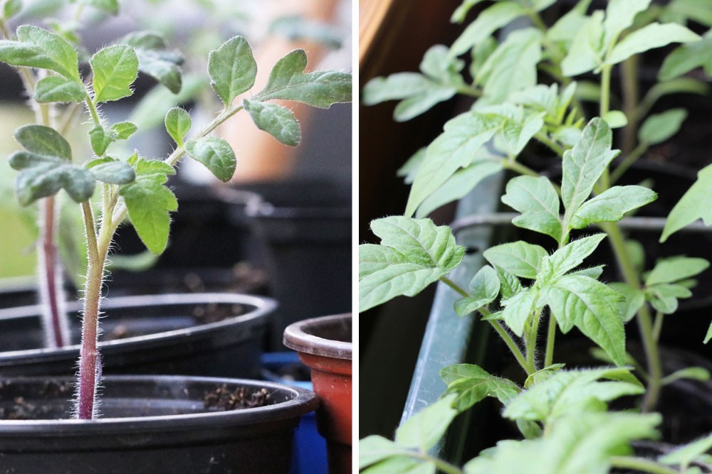 Ideal Location For Tomatoes - Shade, Partial Shade Or Sun?