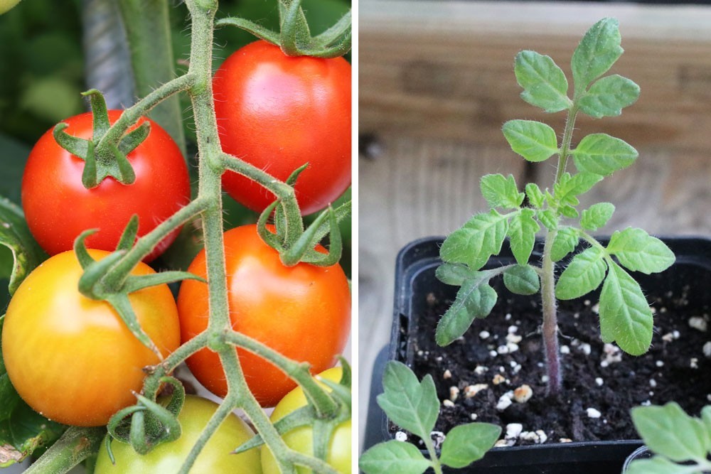 What Are The Best Tomatoes To Grow On A Balcony?