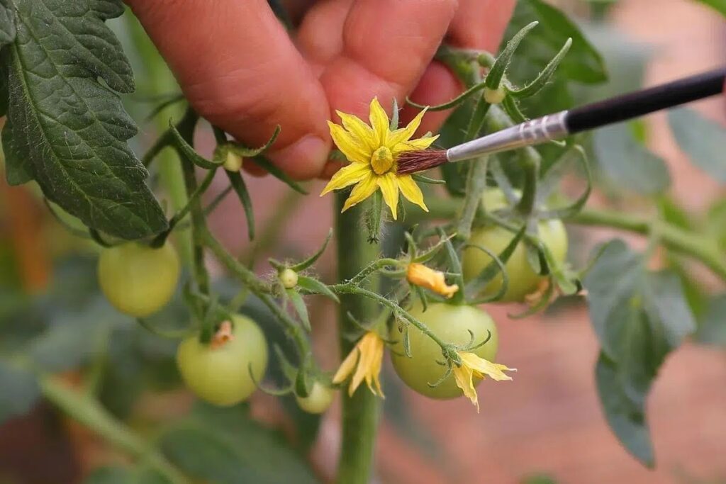 Tomato Flowers Suddenly Fall Off: What To Do?