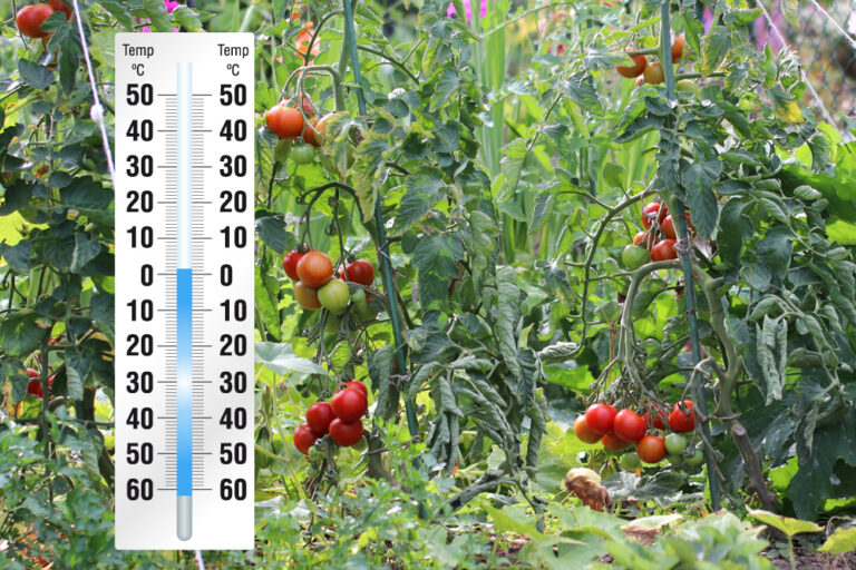 Tomatoes And Temperatures Below Zero – What To Do In Cold/Freezing Conditions