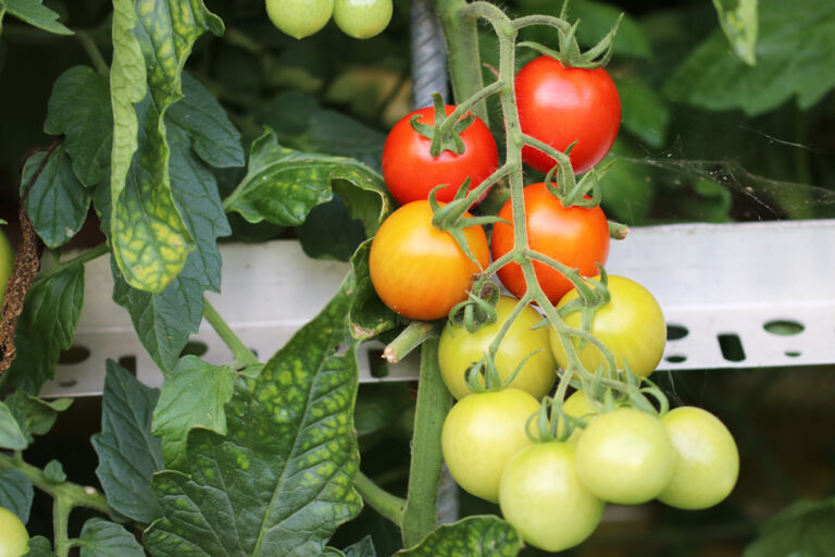 Tomato Leaves Turn Yellow – What To Do About Yellow Spots On Tomatoes?