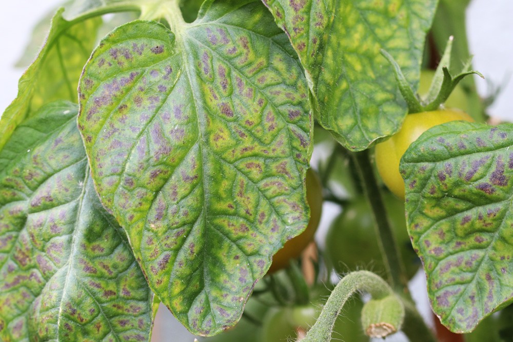 Tomato Leaves Turn Yellow - What To Do About Yellow Spots On Tomatoes?