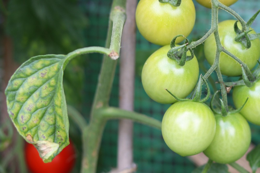 Tomato Leaves Turn Yellow - What To Do About Yellow Spots On Tomatoes?