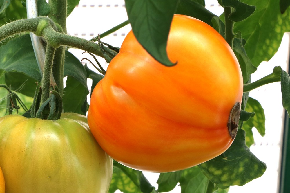 How Do You Fix Overfertilized Tomatoes?