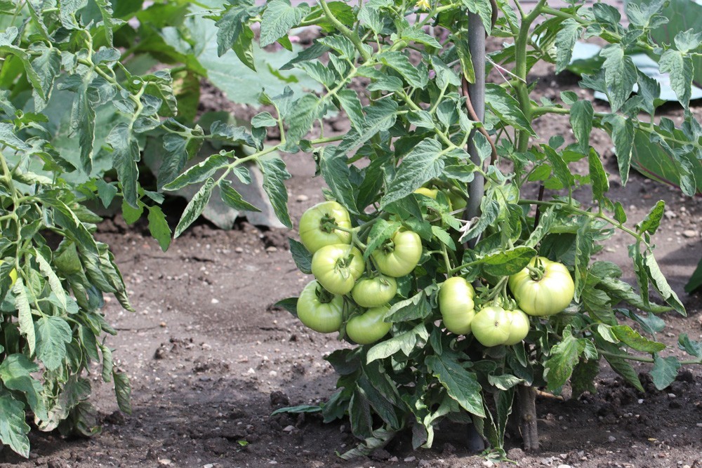 Mulching Tomatoes: When And With What?