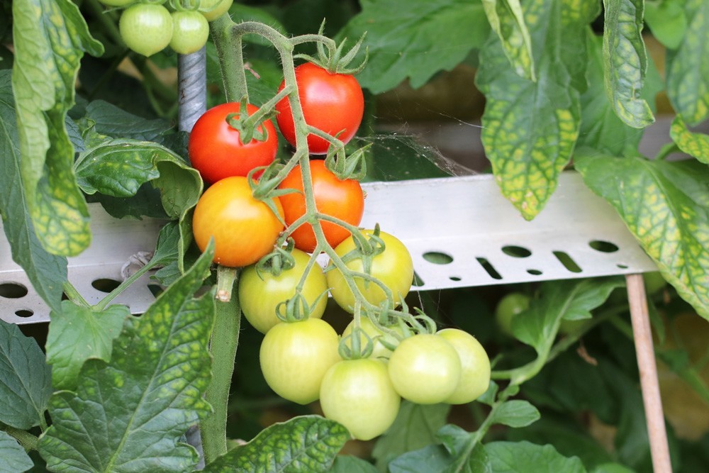 Green Tomatoes: Are They Poisonous Or Edible?