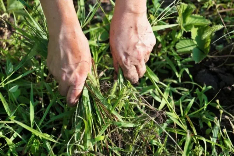How Do You Get Rid Of Thick Grass?