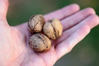 Wash Walnuts: 4 Reasons To Clean After Harvesting