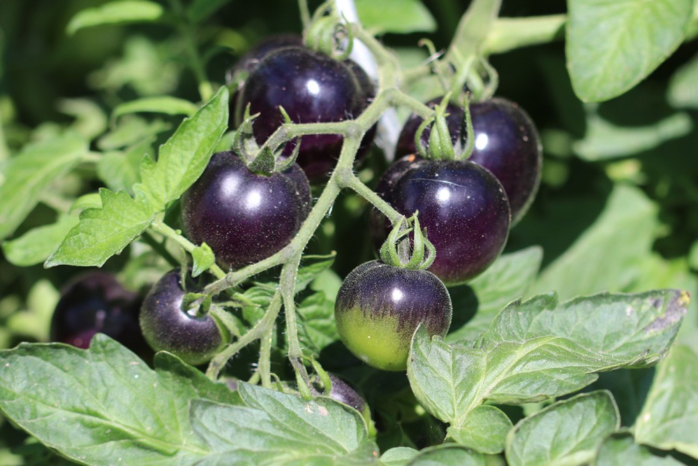 Tomatoes Turn Brown/Black: What To Do Now