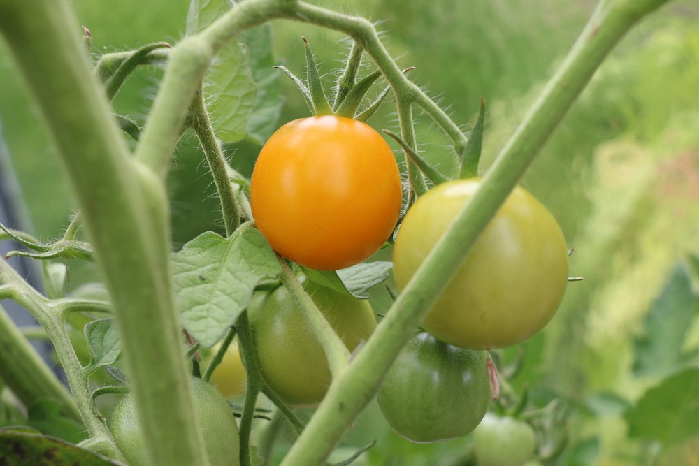 How Often Should You Water Tomatoes?