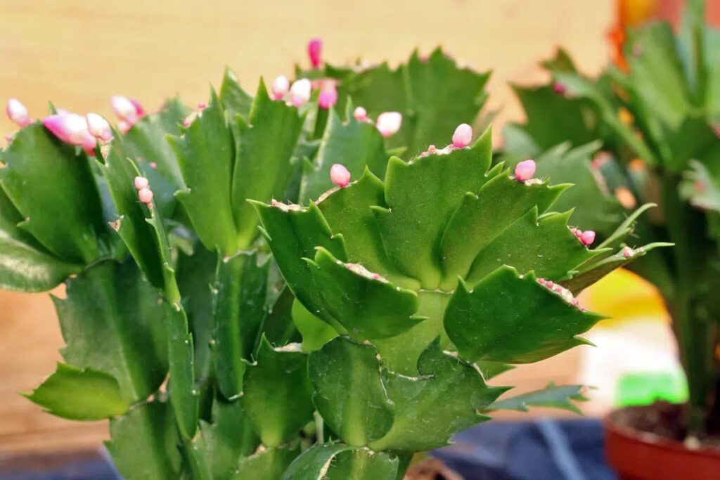 Where Is The Best Place To Put A Christmas Cactus?