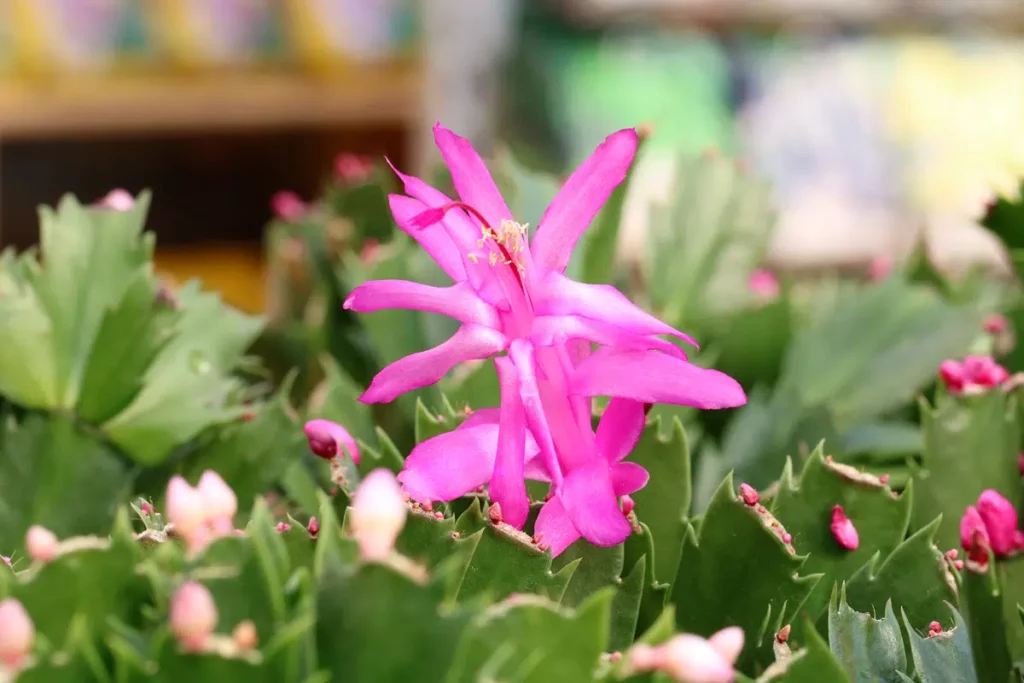 Where Is The Best Place To Put A Christmas Cactus?