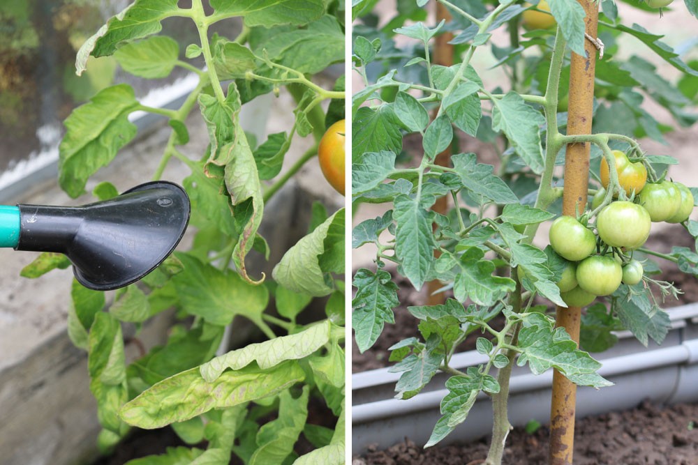 How Much Light And Sun Hours Do Tomatoes Need?