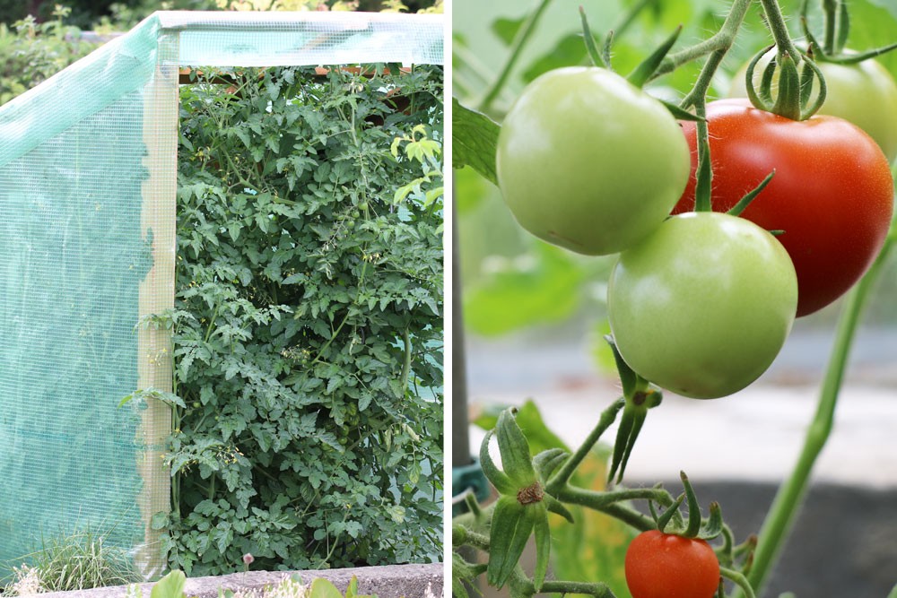 How Much Light And Sun Hours Do Tomatoes Need?