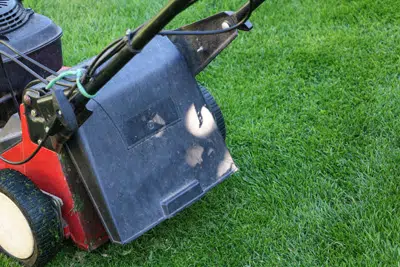 How To Sow And Fertilize Lawn After Scarifying