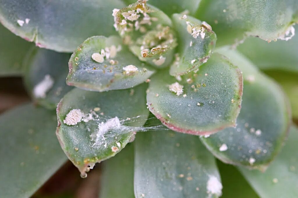 Boxwood Gets White Flakes: What To Do?