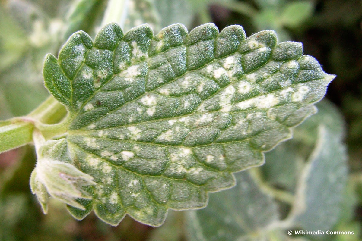 thyme-leaves-have-white-spots-what-to-do-gardening-guru