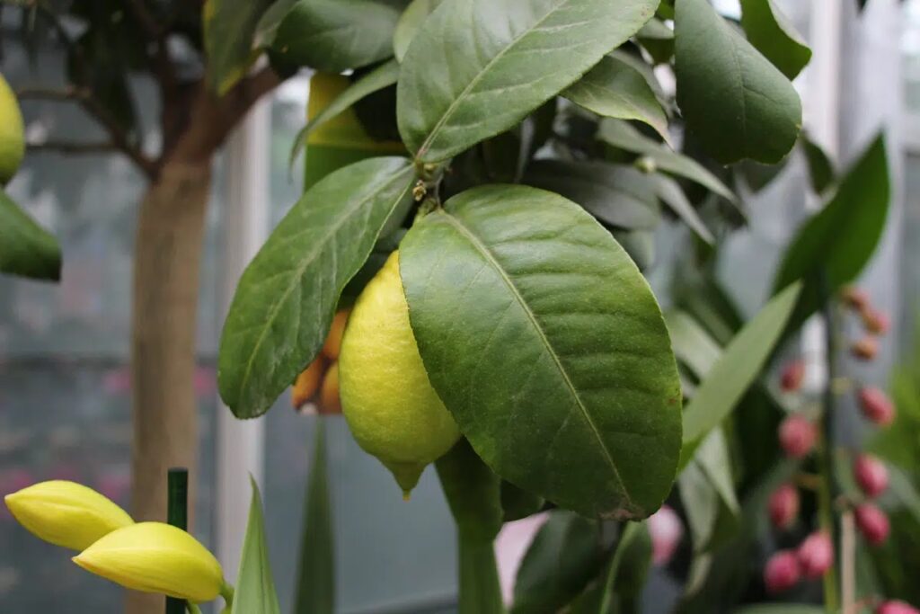 Lemon Tree Loses All Fruit: What To Do?