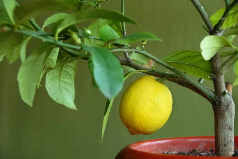 Lemon Tree Loses All Fruit: What To Do?