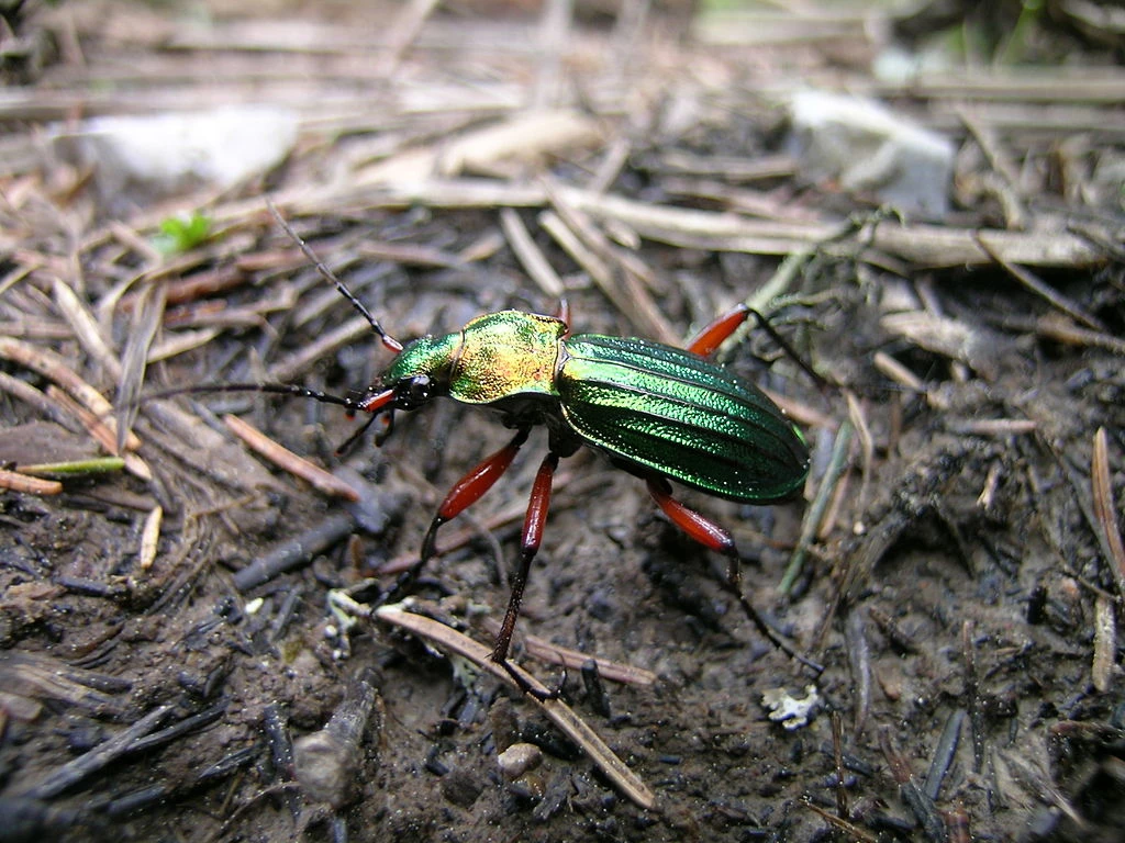 Beneficial Insects - Animal Helpers In The Garden