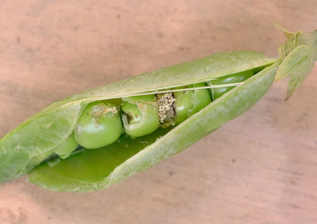 Planting Peas: It's So Easy