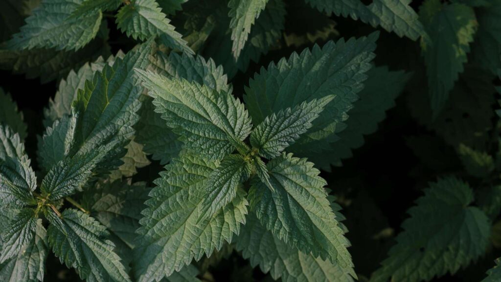 Should I Leave Nettles In My Garden?