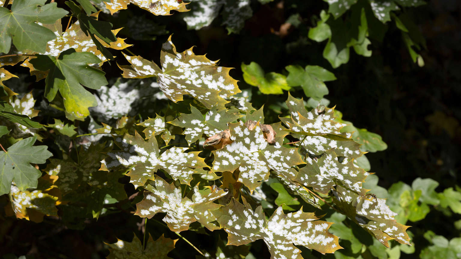 get-rid-of-fungus-on-plants-trick-with-home-remedy-helps-quickly