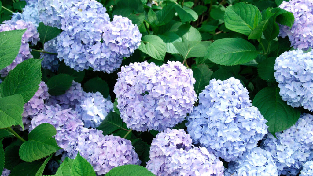 Hydrangeas: Never Cut Off Withered Flowers And How To Protect The Plant From Heat