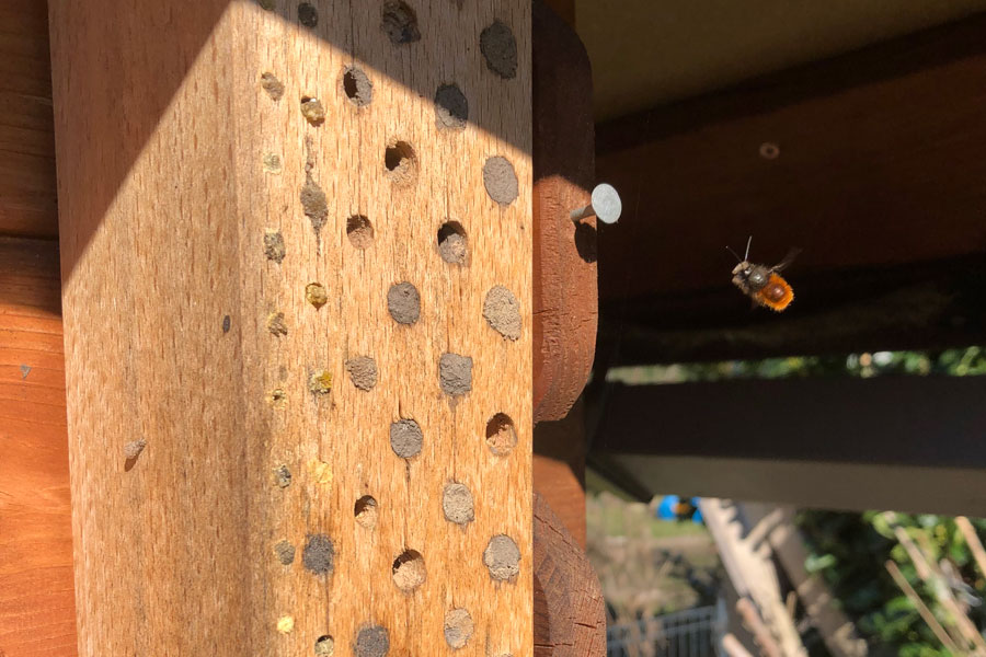 How To Bring Valuable Mason Bees To Your Garden