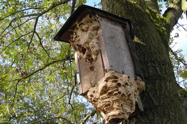 How To Properly Deal With Hornets In The Garden