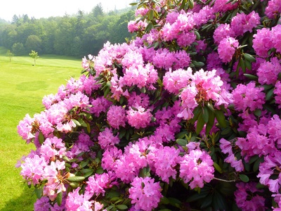 Rhododendron Planting: The Right Place, The Best Care