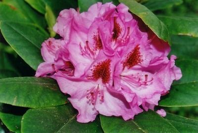 Rhododendron Planting: The Right Place, The Best Care