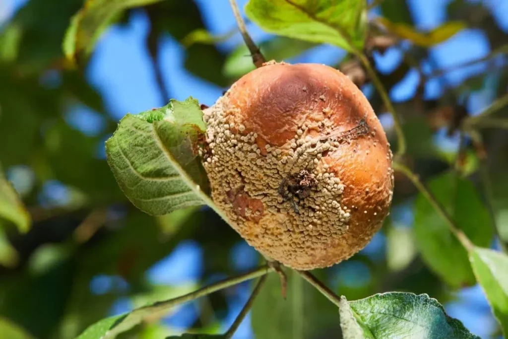 Apples Rot On The Tree: What To Do?