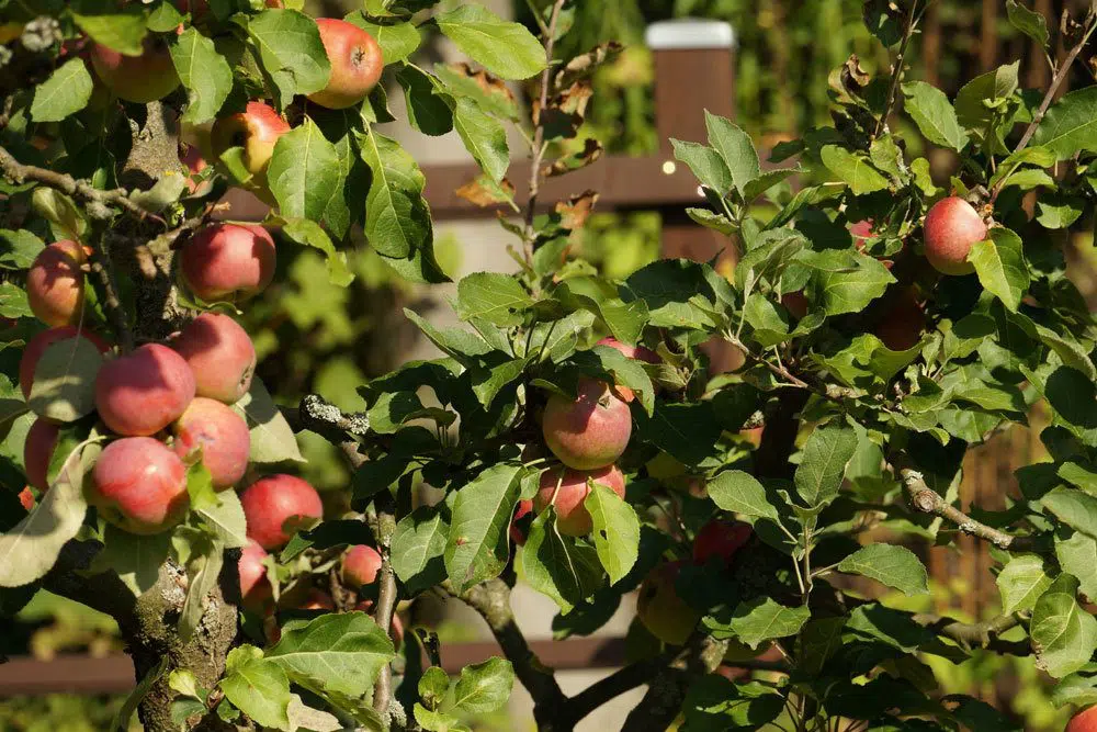 Apple Tree Does Not Bloom: Common Causes And Help