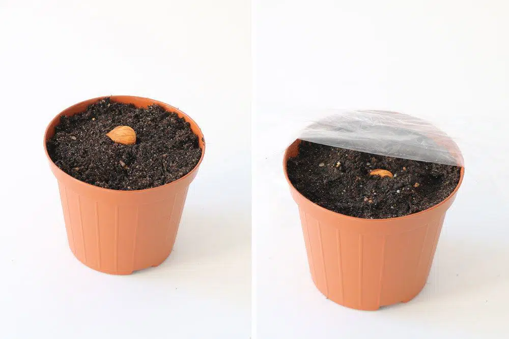 Can You Grow An Apricot Tree From The Pit Of An Apricot?