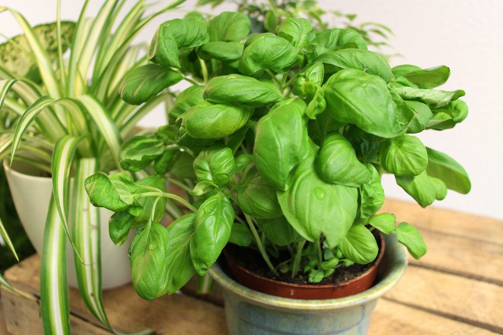 What Soil Is Ideal For Basil?