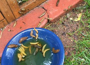 What Helps Against A Plague Of Slugs