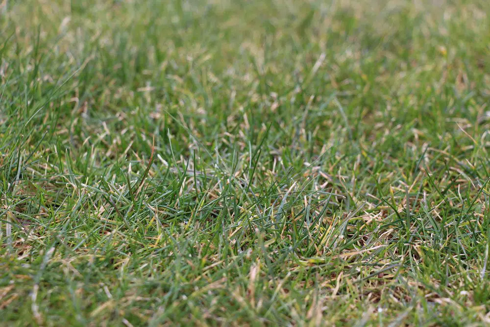 Lawn Overfertilized: 7 Common Signs & Advice